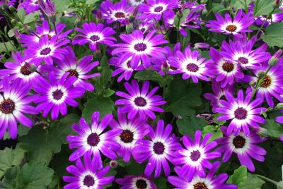 Pericallis Senetti® 'Violet Bicolor'