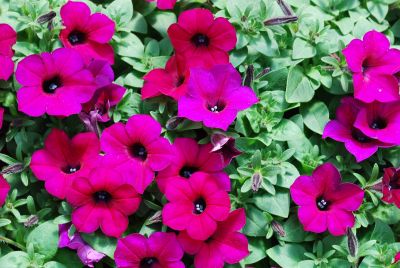 Suntory Flowers, Ltd.: Surfinia® Petunia Baby Deep Purple 