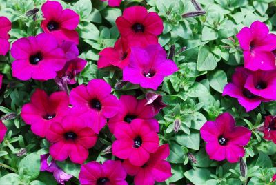 Petunia Surfinia® 'Baby Deep Purple'