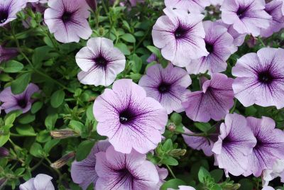 Petunia Surfinia® 'Blue Veined'