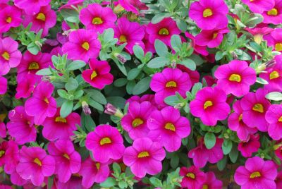 Suntory Flowers, Ltd.: Surfinia® Petunia Bouquet Brilliant Pink 