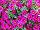 Surfinia® Petunia Bouquet Brilliant Pink 