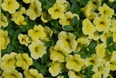Suntory Flowers, Ltd.: Surfinia® Petunia Bouquet Cream 