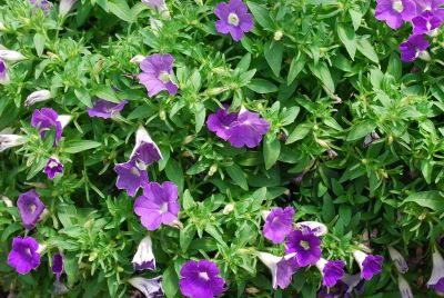 Petunia Surfinia® 'Bouquet Denim'