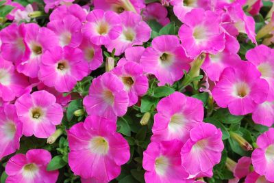 Suntory Flowers, Ltd.: Surfinia® Petunia Bouquet Hot Pink 