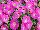 Surfinia® Petunia Bouquet Hot Pink 