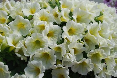 Suntory Flowers, Ltd.: Surfinia® Petunia Bouquet Lemon 