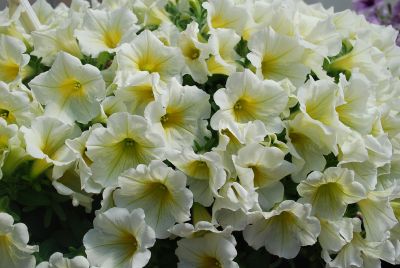 Petunia Surfinia® 'Bouquet Lemon'