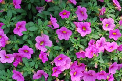 Suntory Flowers, Ltd.: Surfinia® Petunia Bouquet Pink 