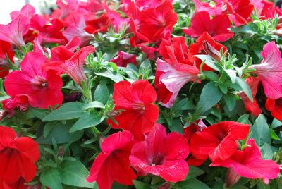 Suntory Flowers, Ltd.: Surfinia® Petunia Deep Red 