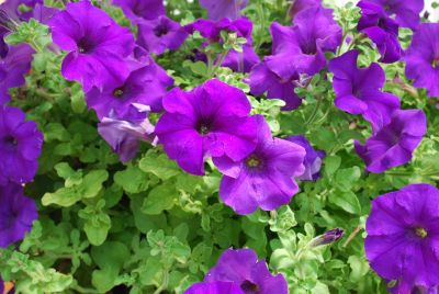 Petunia Surfinia® 'Giant Blue'