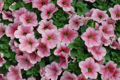 Suntory Flowers, Ltd.: Surfinia® Petunia Patio Coral Pink 