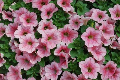 Petunia Surfinia® 'Patio Coral Pink'