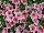 Surfinia® Petunia Patio Coral Pink 