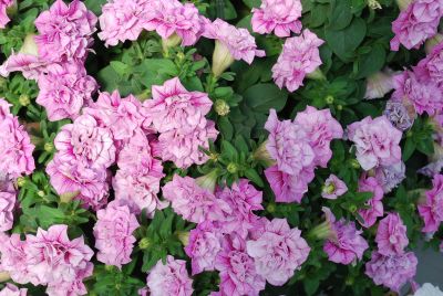 Suntory Flowers, Ltd.: Surfinia® Petunia Summer Double™ Pink 