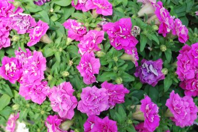 Petunia Surfinia® 'Summer Double™ Rose'