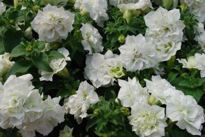 Suntory Flowers, Ltd.: Surfinia® Petunia Summer Double™ White 
