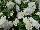 Suntory Flowers, Ltd.: Petunia  'Summer Double™ White' 