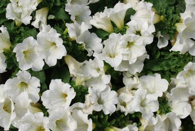 Petunia Surfinia® 'White IMP'