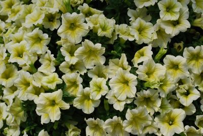 Suntory Flowers, Ltd.: Surfinia® Petunia Yellow 