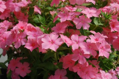 Phlox Astoria® 'Peach'