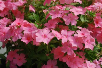 Astoria® Phlox Peach 