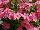 Suntory Flowers, Ltd.: Phlox  'Peach' 