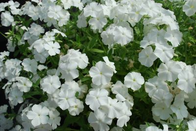 Phlox Astoria® 'White'