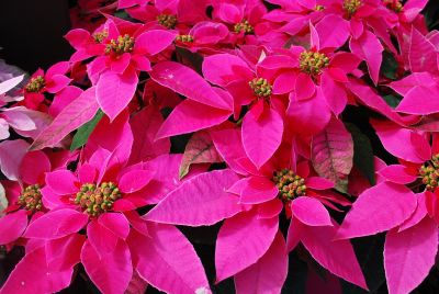 Poinsettia Princettia 'Dark Pink'