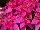 Suntory Flowers, Ltd.: Poinsettia  'Dark Pink' 