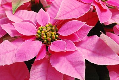 Poinsettia Princettia 'Hot Pink'