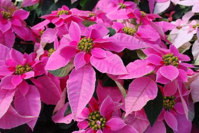 Poinsettia Princettia 'Pink'