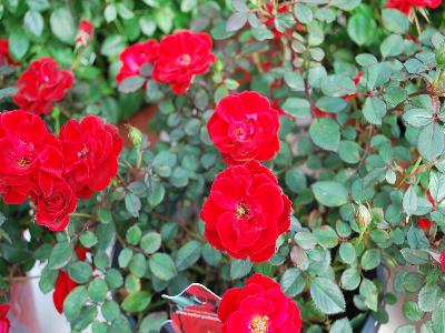 Rose Sunrosa 'Red'