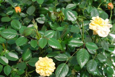 Rosa Sunrosa™ 'Yellow'