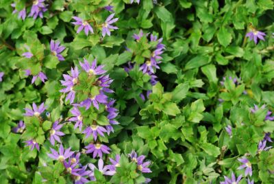 Scaevola Surdiva® 'Blue'