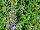 Suntory Flowers, Ltd.: Scaevola  'Blue' 