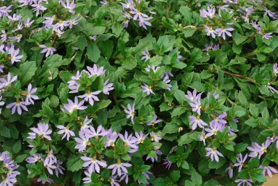 Scaevola Surdiva® 'Light Blue'