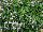 Suntory Flowers, Ltd.: Scaevola  'Light Blue' 