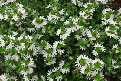 Surdiva® Scaevola White 