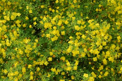 Scoparia Ilumina® 'Lemon Mist Improved'