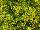 Suntory Flowers, Ltd.: Scoparia  'Lemon Mist Improved' 