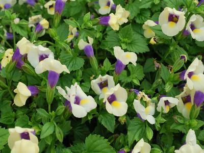 Summer Wave Torenia Bouquet Cream Yellow 