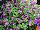 Suntory Flowers, Ltd.: Torenia  'Large Amethyst' 