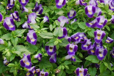 Summer Wave® Torenia Bouquet Blue 