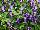 Suntory Flowers, Ltd.: Torenia  'Bouquet Blue' 