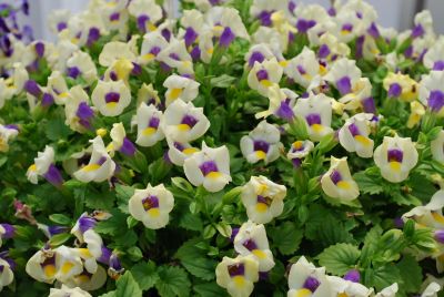 Summer Wave® Torenia Bouquet Cream Yellow 