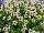 Suntory Flowers, Ltd.: Torenia  'Bouquet Cream Yellow' 