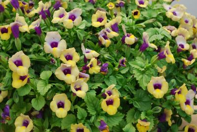 Torenia Summer Wave® 'Bouquet Gold'