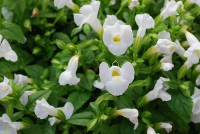 Torenia Summer Wave® 'Bouquet White'