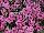 Suntory Flowers, Ltd.: Verbena  'Pink' 